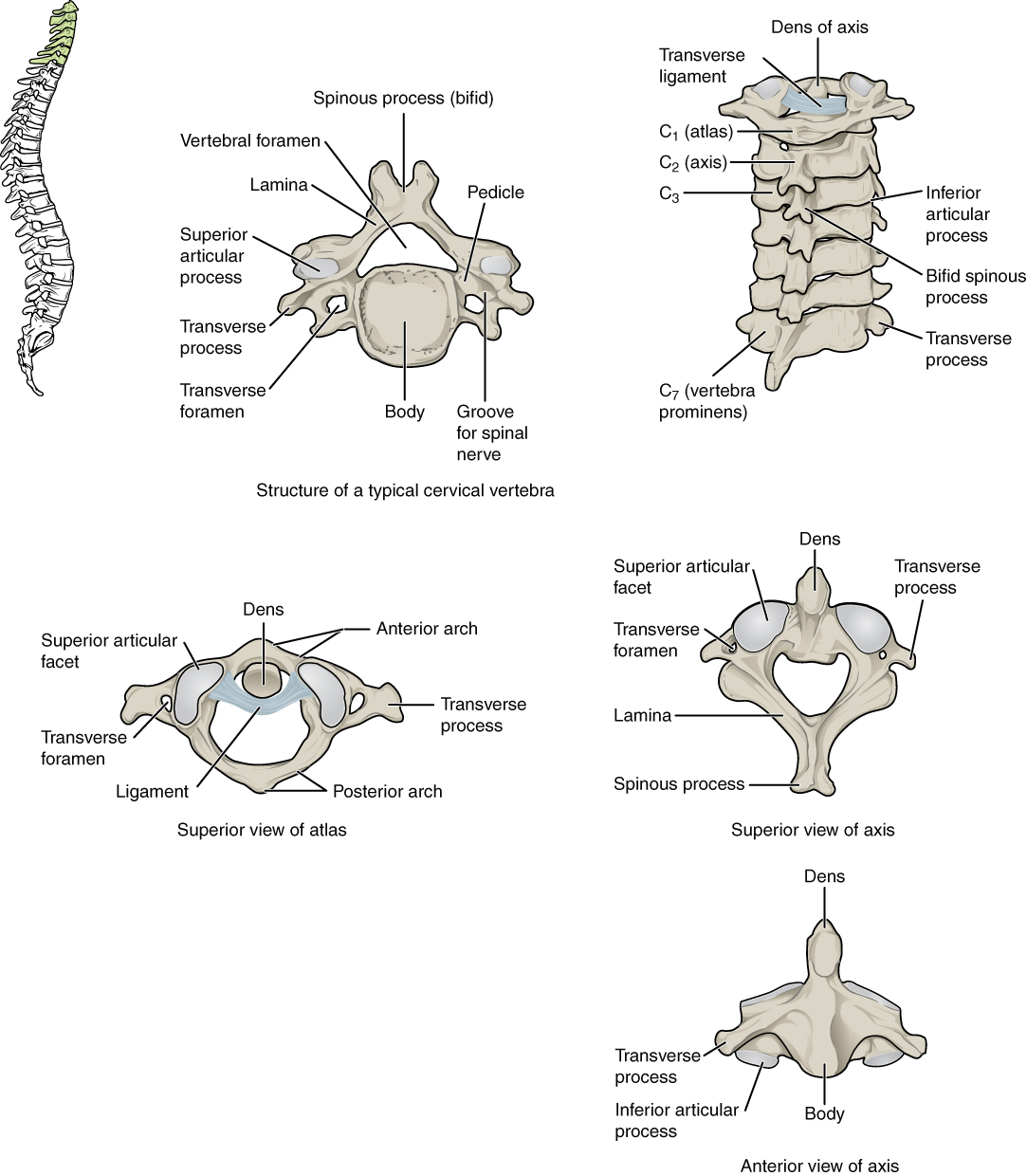 Addressing the Cervical Research Gap: Insights from Recent Studies
