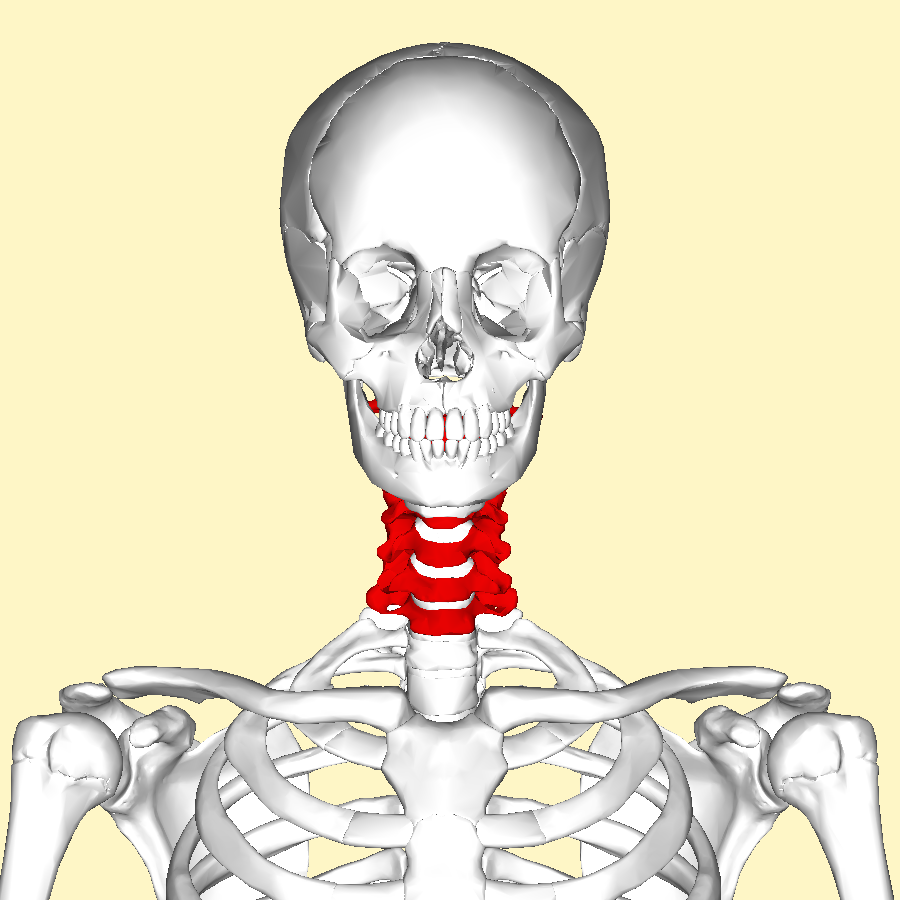 Anterior cervical discectomy and fusion, explained