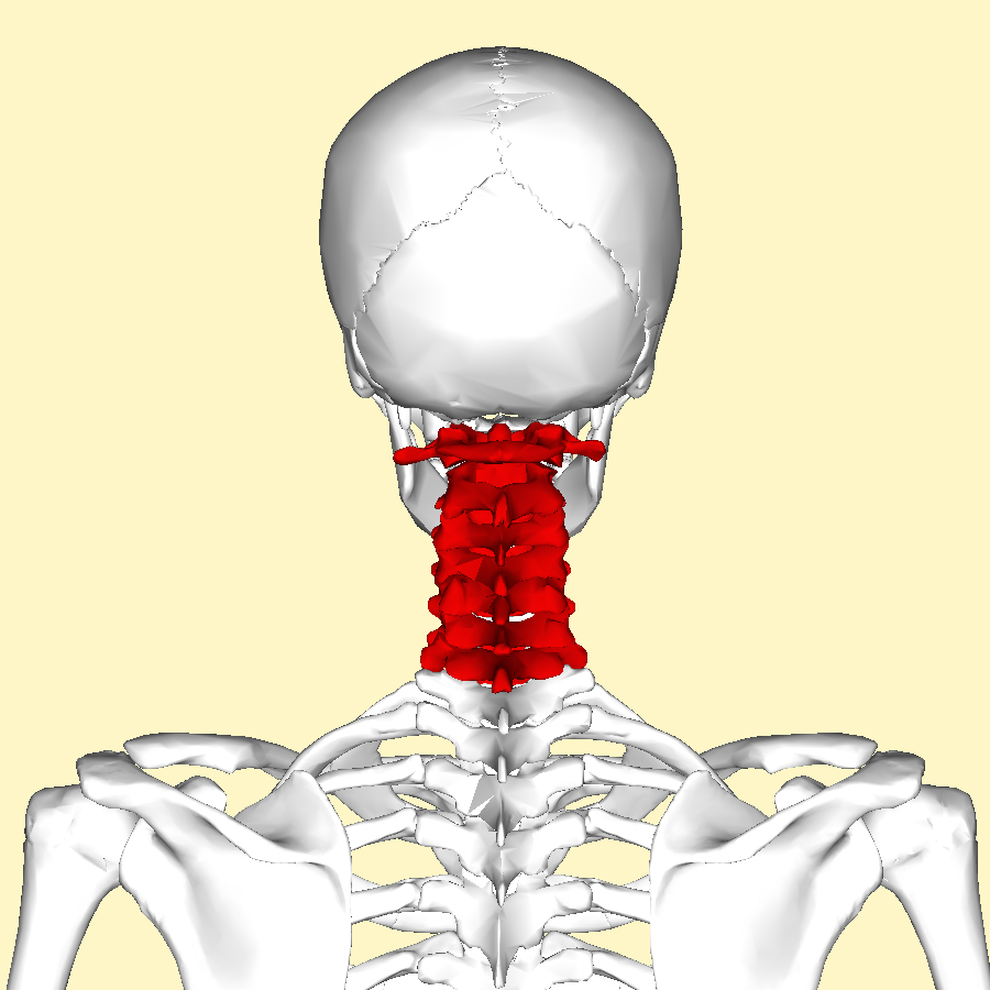 Cervical myelopathy: pressure on the spinal cord