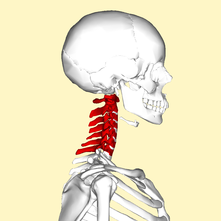 Cervical radiculopathy: when neck trouble reaches the arm