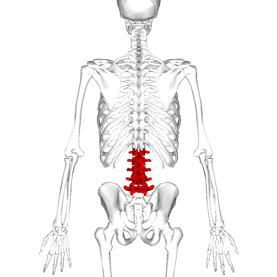 Lumbar microdiscectomy: taking pressure off one nerve