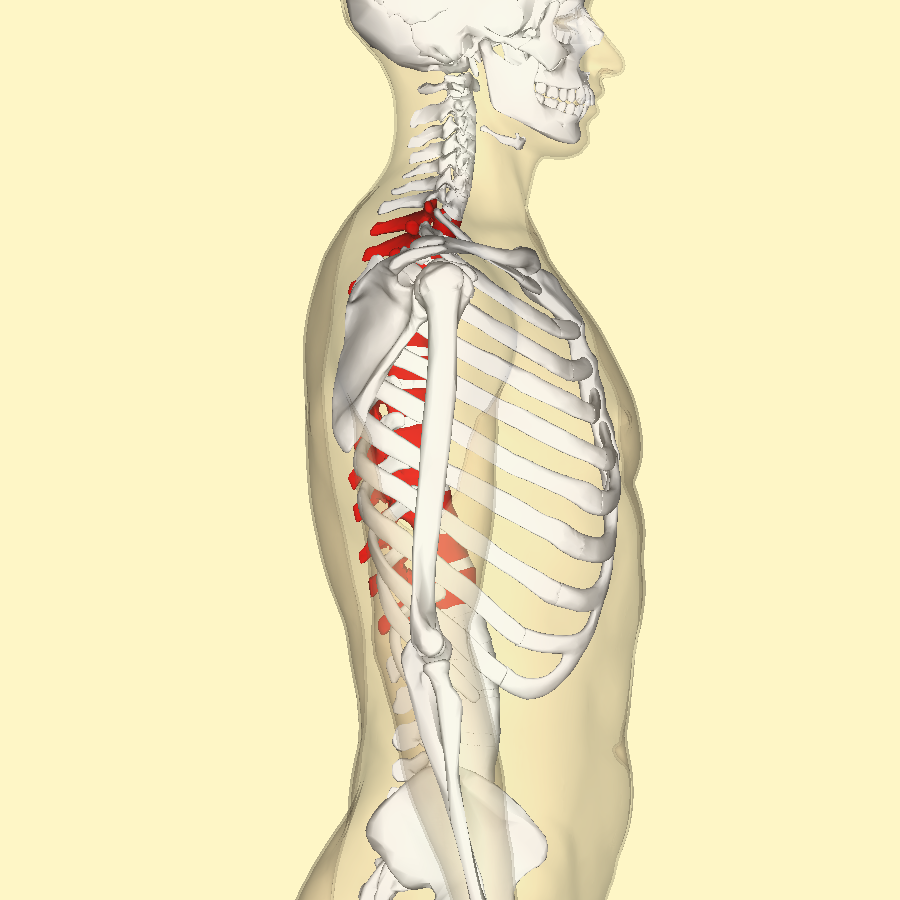 Understanding Sagittal Alignment & Adult Spinal Deformity at The Alignment Clinic